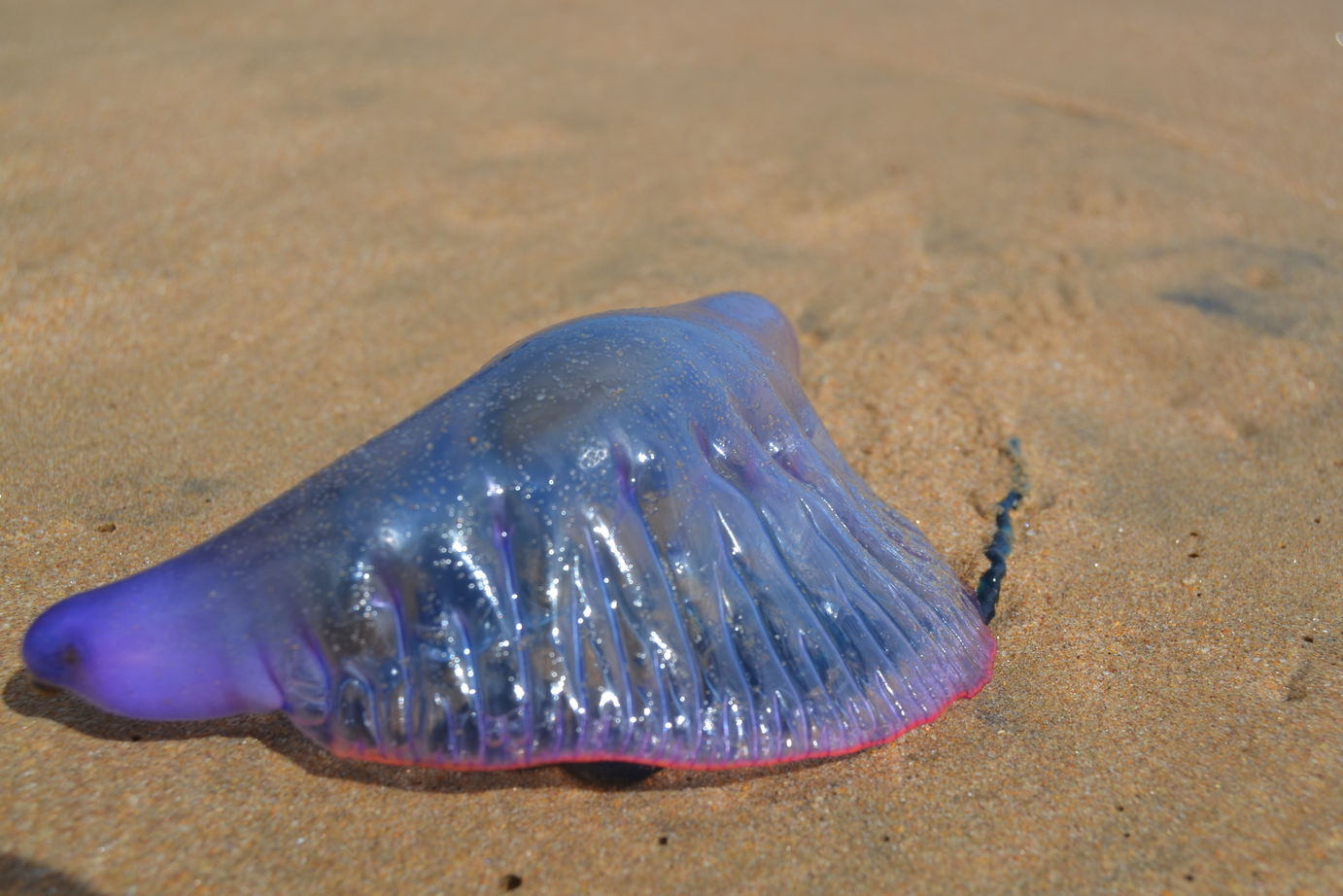 Che animale  questo? (Physalia physalis)